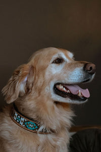 Turquoise Beaded Dog Collar