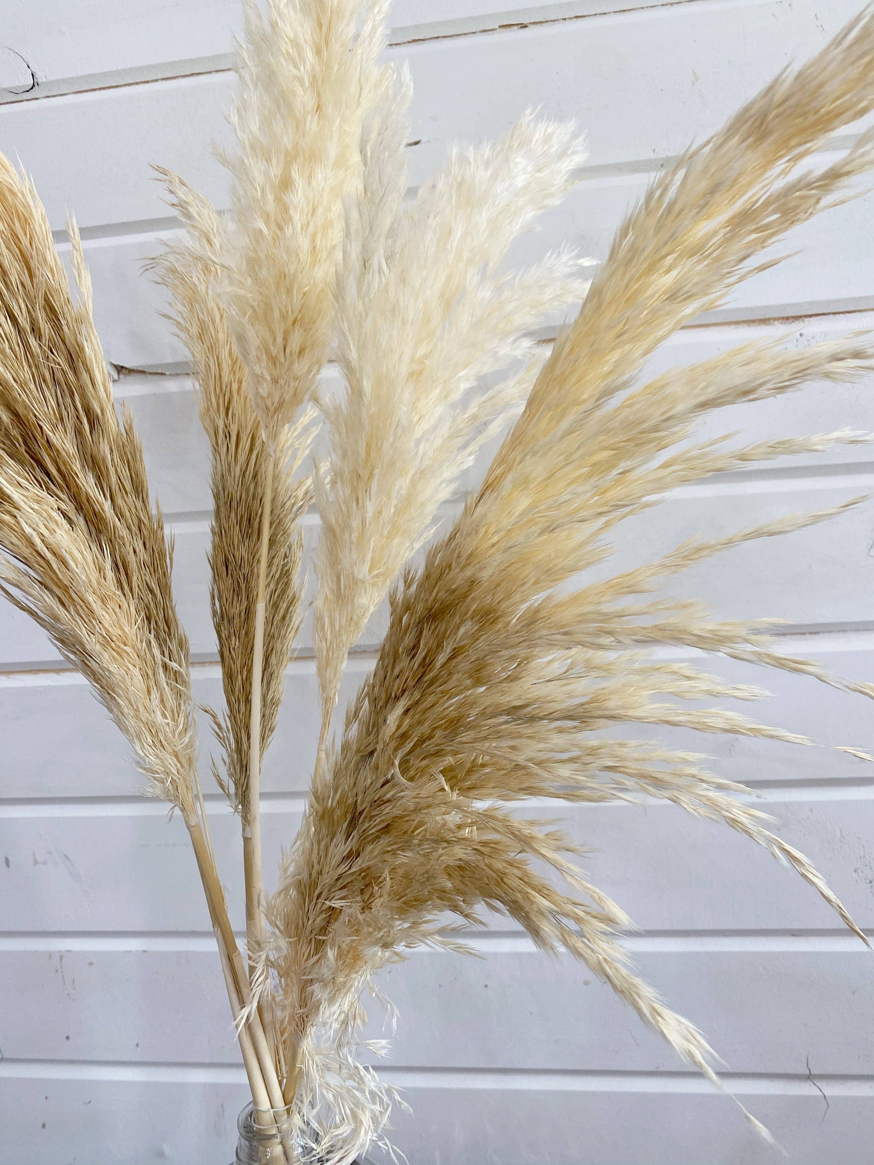 Pampas Grass- Dried/Natural